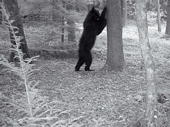 bear