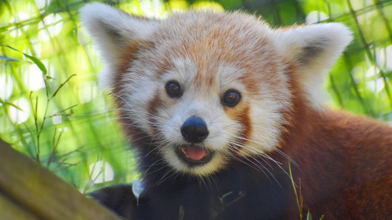 Red panda at the Greenville Zoo