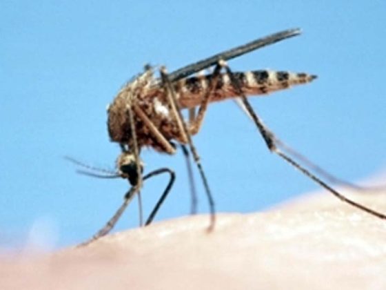 Mosquito siphoning blood